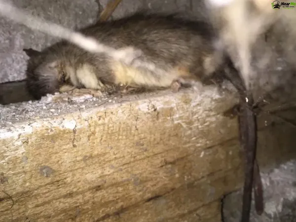 Dead Rat Removal Montville